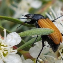 Phyllotocus rufipennis at Watson, ACT - 13 Dec 2020 11:32 AM