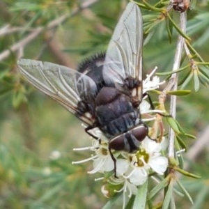 Rutilia sp. (genus) at Watson, ACT - 13 Dec 2020