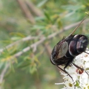 Rutilia sp. (genus) at Watson, ACT - 13 Dec 2020