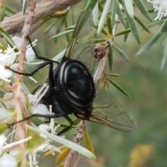 Rutilia sp. (genus) at Watson, ACT - 13 Dec 2020