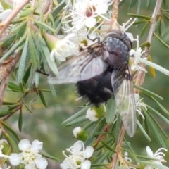 Rutilia sp. (genus) at Watson, ACT - 13 Dec 2020