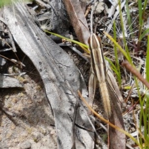 Macrotona securiformis at Watson, ACT - 13 Dec 2020 11:25 AM