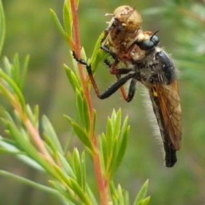 Neoscleropogon sp. (genus) at Watson, ACT - 13 Dec 2020 11:20 AM