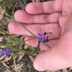 Lobelia browniana at O'Malley, ACT - 12 Dec 2020 by Tapirlord