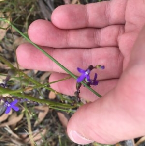 Lobelia browniana at O'Malley, ACT - 12 Dec 2020