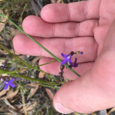 Lobelia browniana at O'Malley, ACT - 12 Dec 2020 by Tapirlord