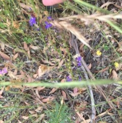 Lobelia browniana at O'Malley, ACT - 12 Dec 2020