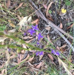 Lobelia browniana at O'Malley, ACT - 12 Dec 2020