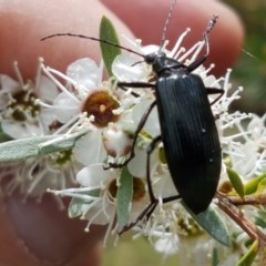 Tanychilus sp. (genus) at Watson, ACT - 13 Dec 2020