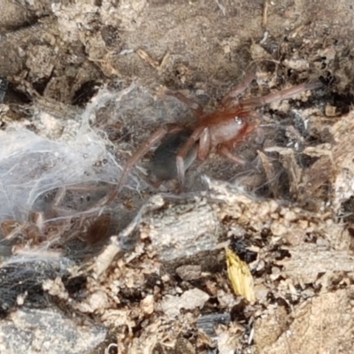 Gnaphosidae (family) (Ground spider) at Watson, ACT - 13 Dec 2020 by tpreston