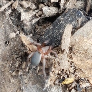 Gnaphosidae (family) at Watson, ACT - 13 Dec 2020 11:12 AM