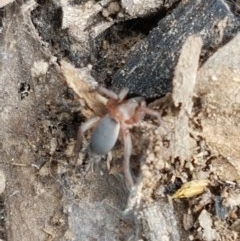 Gnaphosidae (family) at Watson, ACT - 13 Dec 2020 11:12 AM