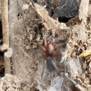 Gnaphosidae (family) at Watson, ACT - 13 Dec 2020 11:12 AM