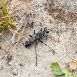 Sphex sp. (genus) at Watson, ACT - 13 Dec 2020