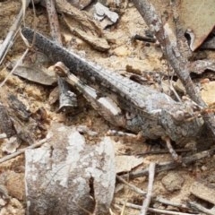 Pycnostictus seriatus (Common Bandwing) at Watson, ACT - 13 Dec 2020 by tpreston