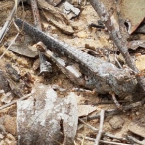 Pycnostictus seriatus at Watson, ACT - 13 Dec 2020 11:09 AM