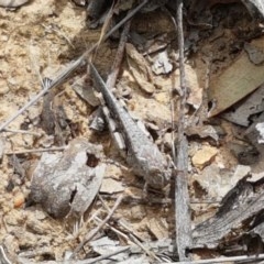 Pycnostictus seriatus at Watson, ACT - 13 Dec 2020 11:09 AM