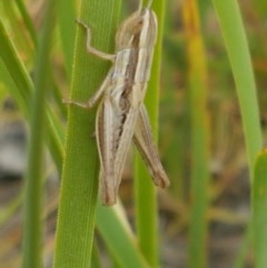 Macrotona australis (Common Macrotona Grasshopper) at Aranda Bushland - 12 Dec 2020 by trevorpreston