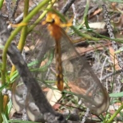 Nymphes myrmeleonoides (Blue eyes lacewing) at O'Malley, ACT - 12 Dec 2020 by Tapirlord