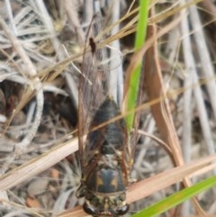 Galanga labeculata (Double-spotted cicada) at Aranda, ACT - 13 Dec 2020 by trevorpreston