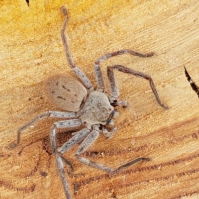 Isopeda sp. (genus) (Huntsman Spider) at Aranda Bushland - 12 Dec 2020 by trevorpreston