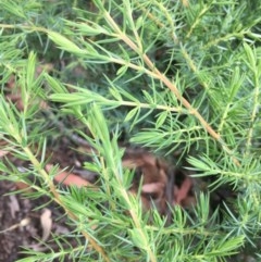 Juniperus communis (Juniper) at O'Malley, ACT - 12 Dec 2020 by Tapirlord