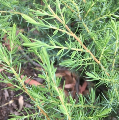 Juniperus communis (Juniper) at O'Malley, ACT - 12 Dec 2020 by Tapirlord