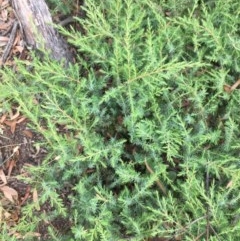 Juniperus communis at O'Malley, ACT - 12 Dec 2020 03:22 PM