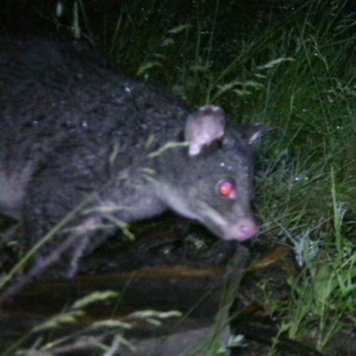 Trichosurus vulpecula (Common Brushtail Possum) at Mount Clear, ACT - 7 Dec 2020 by ChrisHolder