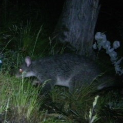 Trichosurus vulpecula at Mount Clear, ACT - 7 Dec 2020