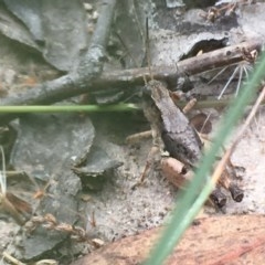 Phaulacridium vittatum (Wingless Grasshopper) at Farrer, ACT - 12 Dec 2020 by Tapirlord
