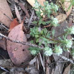 Poranthera microphylla (Small Poranthera) at Farrer, ACT - 13 Dec 2020 by Tapirlord