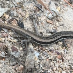 Morethia boulengeri at Isaacs, ACT - 13 Dec 2020