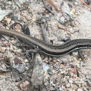 Morethia boulengeri at Isaacs, ACT - 13 Dec 2020