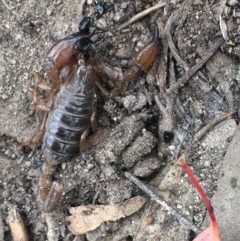 Urodacus manicatus (Black Rock Scorpion) at Farrer, ACT - 13 Dec 2020 by Tapirlord