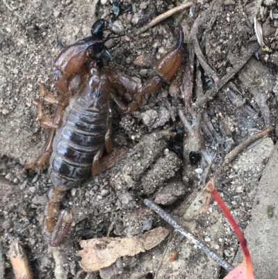 Urodacus manicatus (Black Rock Scorpion) at Farrer Ridge - 13 Dec 2020 by Tapirlord