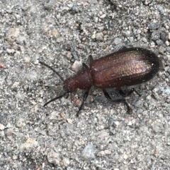Lagriini sp. (tribe) (Unidentified lagriine darkling beetle) at Farrer Ridge - 12 Dec 2020 by Tapirlord
