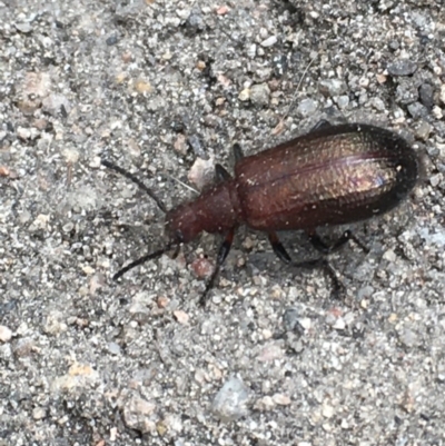 Lagriini sp. (tribe) (Unidentified lagriine darkling beetle) at Farrer, ACT - 12 Dec 2020 by Tapirlord