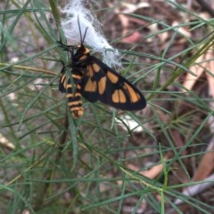 Amata (genus) (Handmaiden Moth) at Farrer Ridge - 12 Dec 2020 by Tapirlord