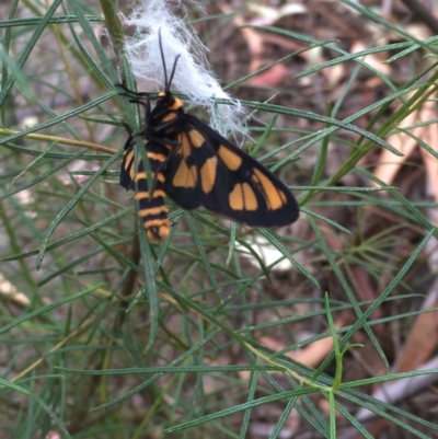 Amata (genus) (Handmaiden Moth) at Farrer Ridge - 12 Dec 2020 by Tapirlord