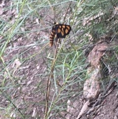 Amata (genus) at Farrer, ACT - 13 Dec 2020