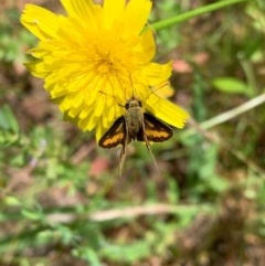 Ocybadistes walkeri (Green Grass-dart) at Murrumbateman, NSW - 13 Dec 2020 by SimoneC