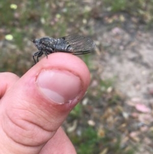 Atrapsalta furcilla at Farrer, ACT - 13 Dec 2020