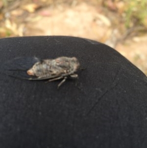 Atrapsalta furcilla at Farrer, ACT - 13 Dec 2020