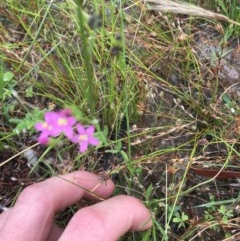 Centaurium erythraea (Common Centaury) at Farrer, ACT - 13 Dec 2020 by Tapirlord