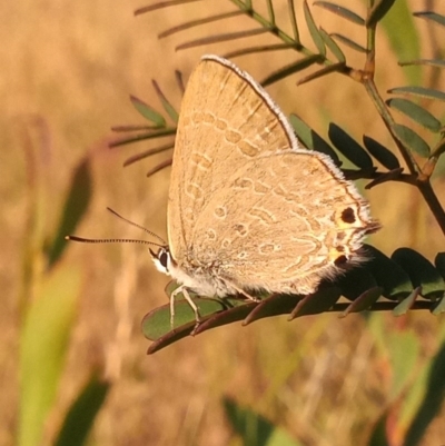 Jalmenus icilius (Amethyst Hairstreak) at Kambah, ACT - 13 Dec 2020 by michaelb