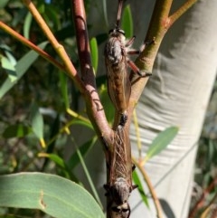 Neoaratus hercules (Herculean Robber Fly) at Murrumbateman, NSW - 13 Dec 2020 by SimoneC