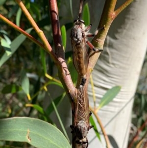 Neoaratus hercules at Murrumbateman, NSW - 13 Dec 2020