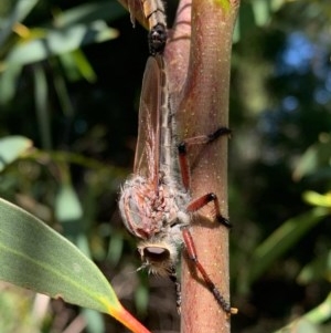 Neoaratus hercules at Murrumbateman, NSW - 13 Dec 2020