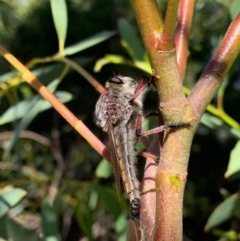 Neoaratus hercules at Murrumbateman, NSW - 13 Dec 2020